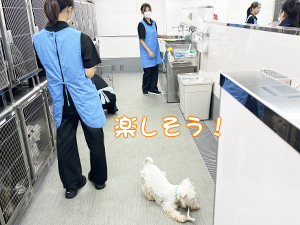 １年生が成犬、２年生が子犬をお世話♪